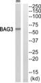 BCL2 Associated Athanogene 3 antibody, abx015148, Abbexa, Western Blot image 