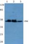 Jun Proto-Oncogene, AP-1 Transcription Factor Subunit antibody, AP06056PU-N, Origene, Western Blot image 