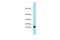 Putative coiled-coil domain-containing protein 26 antibody, PA5-70698, Invitrogen Antibodies, Western Blot image 