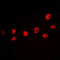 CAMP Responsive Element Binding Protein 1 antibody, GTX55056, GeneTex, Immunofluorescence image 