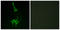 Neuromedin U Receptor 1 antibody, LS-C120756, Lifespan Biosciences, Immunofluorescence image 