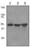 Keratin 13 antibody, ab92551, Abcam, Western Blot image 