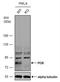 Cytochrome P450 Oxidoreductase antibody, NBP2-16083, Novus Biologicals, Western Blot image 