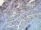 Hsp84 antibody, SMC-137D-A488, StressMarq, Immunohistochemistry paraffin image 