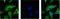 Tubulin Beta 3 Class III antibody, STJ97037, St John