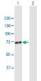 Zinc Finger Protein 668 antibody, H00079759-B01P, Novus Biologicals, Western Blot image 