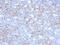 Melanoma Cell Adhesion Molecule antibody, GTX34460, GeneTex, Immunohistochemistry paraffin image 