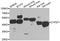 Cytochrome P450 Family 2 Subfamily F Member 1 antibody, A07834, Boster Biological Technology, Western Blot image 