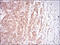 Fc Fragment Of IgG Receptor IIb antibody, orb338978, Biorbyt, Immunohistochemistry paraffin image 