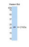 Carbonic Anhydrase 12 antibody, LS-C293159, Lifespan Biosciences, Western Blot image 