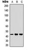 Homeobox C8 antibody, orb234875, Biorbyt, Western Blot image 
