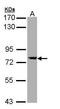 Protein transport protein Sec23A antibody, GTX109488, GeneTex, Western Blot image 