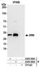 Spermidine Synthase antibody, A305-505A, Bethyl Labs, Immunoprecipitation image 