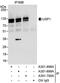 Ubiquitin Specific Peptidase 1 antibody, A301-700A, Bethyl Labs, Immunoprecipitation image 