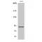 Microtubule Affinity Regulating Kinase 1 antibody, LS-C384426, Lifespan Biosciences, Western Blot image 