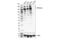 Protein Tyrosine Phosphatase Receptor Type F antibody, 62076S, Cell Signaling Technology, Western Blot image 