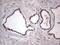 RAD23 Homolog B, Nucleotide Excision Repair Protein antibody, MA5-26700, Invitrogen Antibodies, Immunohistochemistry paraffin image 