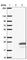 Transmembrane Protein 138 antibody, HPA042373, Atlas Antibodies, Western Blot image 