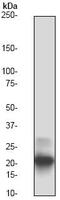 Diablo IAP-Binding Mitochondrial Protein antibody, ab32023, Abcam, Western Blot image 