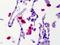 Calcium/Calmodulin Dependent Protein Kinase II Delta antibody, A02611, Boster Biological Technology, Immunohistochemistry paraffin image 