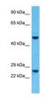 Pleckstrin Homology Domain Containing B1 antibody, orb326560, Biorbyt, Western Blot image 