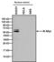 MYCN Proto-Oncogene, BHLH Transcription Factor antibody, MA1-170, Invitrogen Antibodies, Western Blot image 