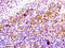 CD81 Molecule antibody, CSB-RA004960A0HU, Cusabio, Immunohistochemistry paraffin image 