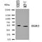 Laminin Subunit Alpha 2 antibody, orb137930, Biorbyt, Western Blot image 