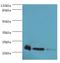 Peroxiredoxin-5, mitochondrial antibody, MBS1496160, MyBioSource, Western Blot image 