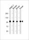 Calnexin antibody, M03372, Boster Biological Technology, Western Blot image 