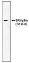 Signal recognition particle receptor subunit alpha antibody, MBS395988, MyBioSource, Western Blot image 