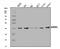 Adhesion Regulating Molecule 1 antibody, A04010-2, Boster Biological Technology, Western Blot image 