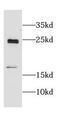 Crystallin Gamma N antibody, FNab02006, FineTest, Western Blot image 
