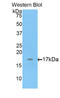 ADAM Metallopeptidase With Thrombospondin Type 1 Motif 7 antibody, LS-C292579, Lifespan Biosciences, Western Blot image 