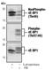 Nonphospho-4E-BP1 antibody, MA5-15032, Invitrogen Antibodies, Western Blot image 