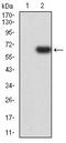 G Protein-Coupled Receptor 18 antibody, orb157333, Biorbyt, Western Blot image 