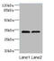 Transmembrane Protein 71 antibody, A63664-100, Epigentek, Western Blot image 