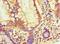 DIMT1 RRNA Methyltransferase And Ribosome Maturation Factor antibody, LS-C372303, Lifespan Biosciences, Immunohistochemistry frozen image 