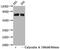 P21 (RAC1) Activated Kinase 4 antibody, CSB-RA017408A474phHU, Cusabio, Western Blot image 