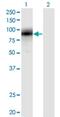 Early Growth Response 1 antibody, H00001958-M03, Novus Biologicals, Western Blot image 