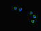 C-X-C Motif Chemokine Receptor 3 antibody, LS-C677628, Lifespan Biosciences, Immunofluorescence image 