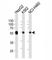 Aldehyde Dehydrogenase 1 Family Member A1 antibody, F40224-0.4ML, NSJ Bioreagents, Western Blot image 