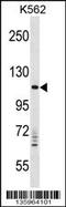 VPS11 Core Subunit Of CORVET And HOPS Complexes antibody, 58-530, ProSci, Western Blot image 