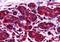NGG1 Interacting Factor 3 Like 1 antibody, PA5-18137, Invitrogen Antibodies, Immunohistochemistry frozen image 