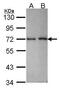 RAN Binding Protein 3 antibody, PA5-30273, Invitrogen Antibodies, Western Blot image 