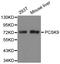 Proprotein Convertase Subtilisin/Kexin Type 9 antibody, LS-C334452, Lifespan Biosciences, Western Blot image 