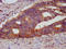 Potassium Channel Modulatory Factor 1 antibody, LS-C673956, Lifespan Biosciences, Immunohistochemistry paraffin image 