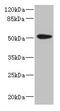 Keratin 35 antibody, CSB-PA856422LA01HU, Cusabio, Western Blot image 