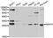 Te2 antibody, PA5-77096, Invitrogen Antibodies, Western Blot image 