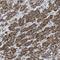 N-Terminal Xaa-Pro-Lys N-Methyltransferase 1 antibody, HPA020092, Atlas Antibodies, Immunohistochemistry frozen image 